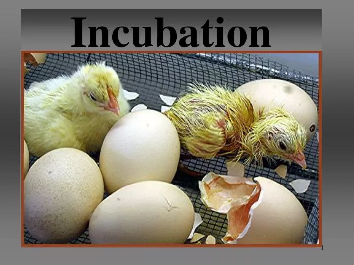 incubation n.