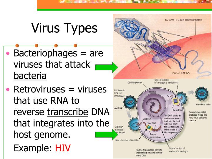 PPT - Viruses PowerPoint Presentation - ID:5938825
