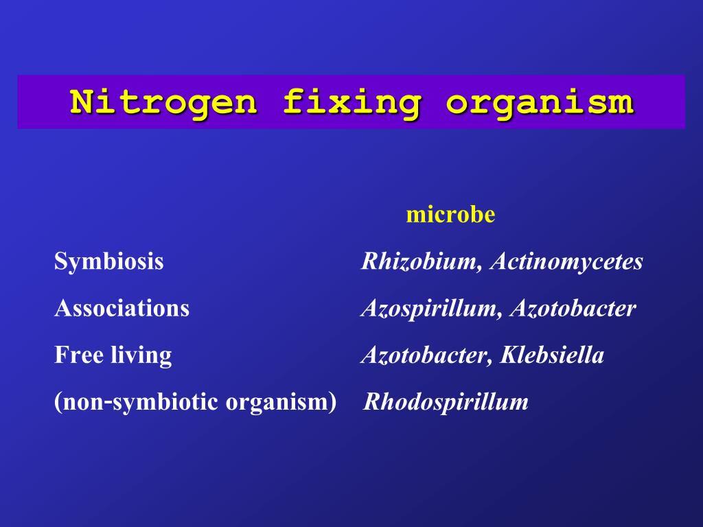 PPT - NITROGEN PowerPoint Presentation, free download - ID:5939436