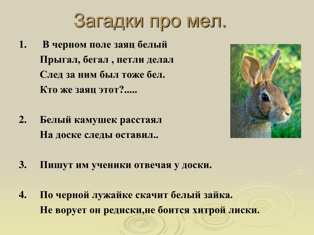 Притча заяц. Загадка про мел. Загадка про зайца. Загадка про зайца для дошкольников. Загадка про зайца для детей.