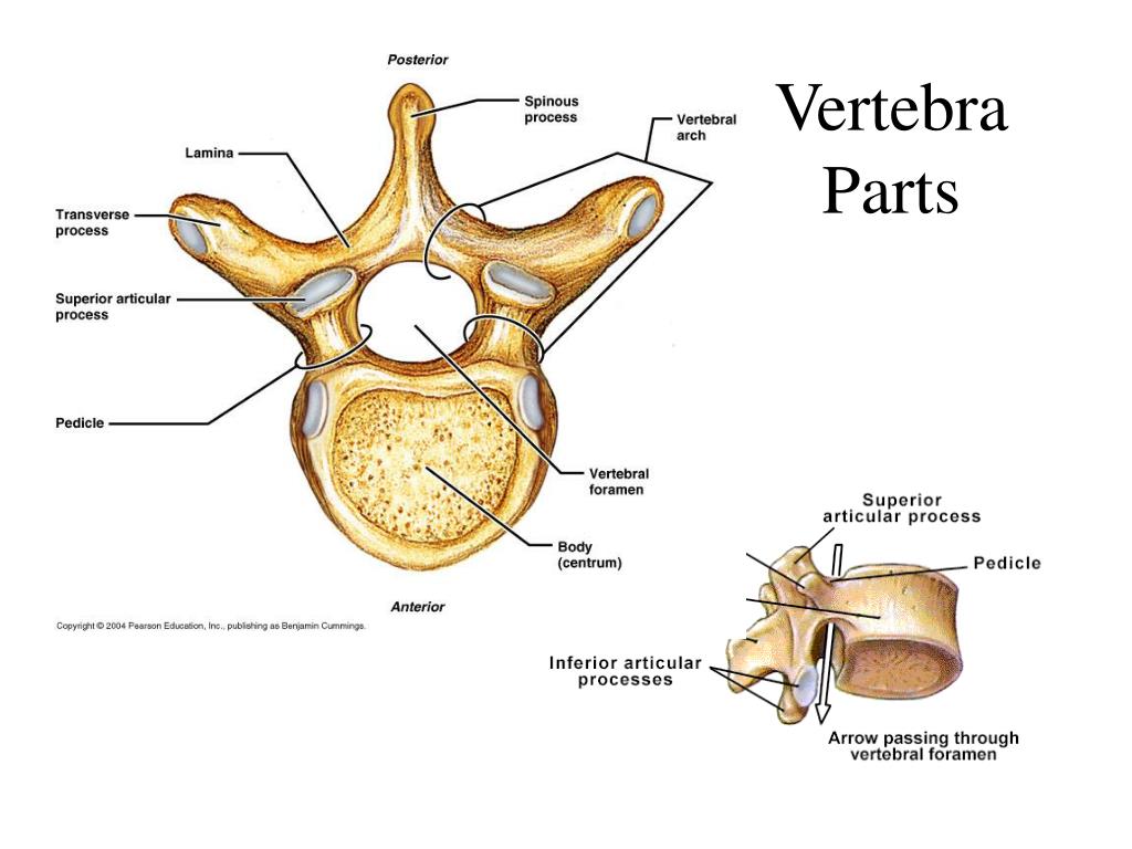 Parts Of A Vertebra