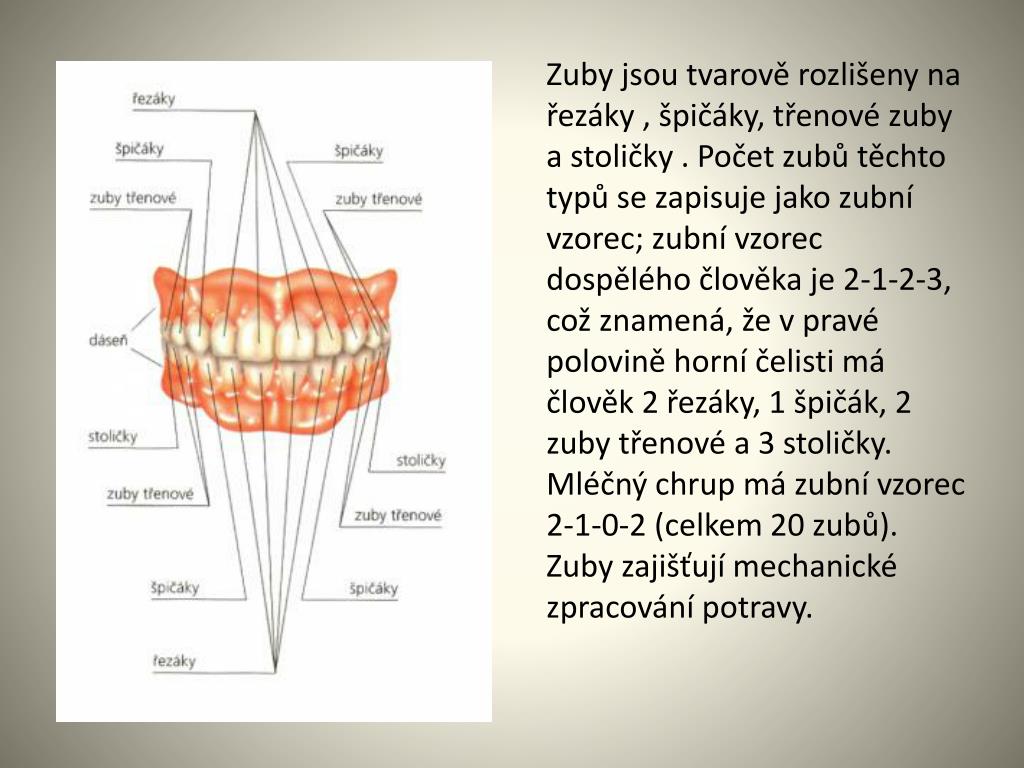 PPT - ZUBY, DUTINA ÚSTNÍ PowerPoint Presentation, free download - ID:5942908