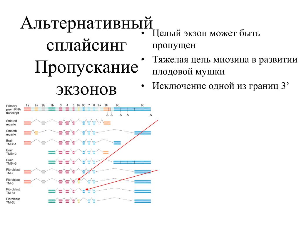 Для каких генов характерен альтернативный сплайсинг. Альтернативный сплайсинг РНК. Альтернативный сплайсинг схема. Альтернативный сплайсинг механизм. Альтернативный сплайсинг у эукариот.
