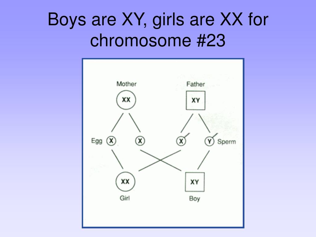 For What Purpose(s) Might A Karyotype Be Prepared PPT - DNA, Genes, Chromosomes, and Cells PowerPoint Presentation, free