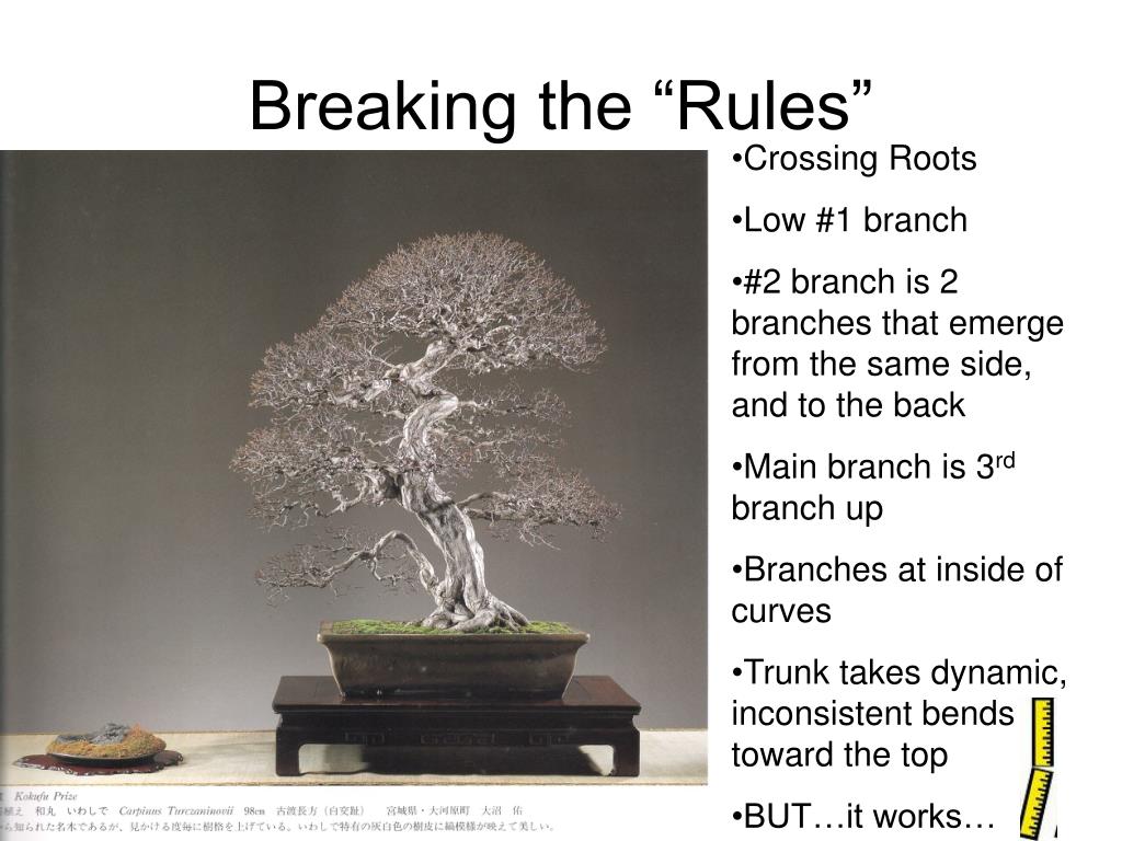 john naka bonsai techniques 1 download john naka bonsai techniques 1 download