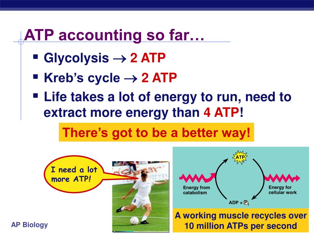 PPT - Cellular Respiration Stage 4: Electron Transport Chain PowerPoint ...