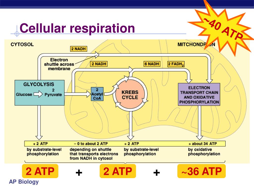 PPT - Cellular Respiration Stage 4: Electron Transport Chain PowerPoint ...