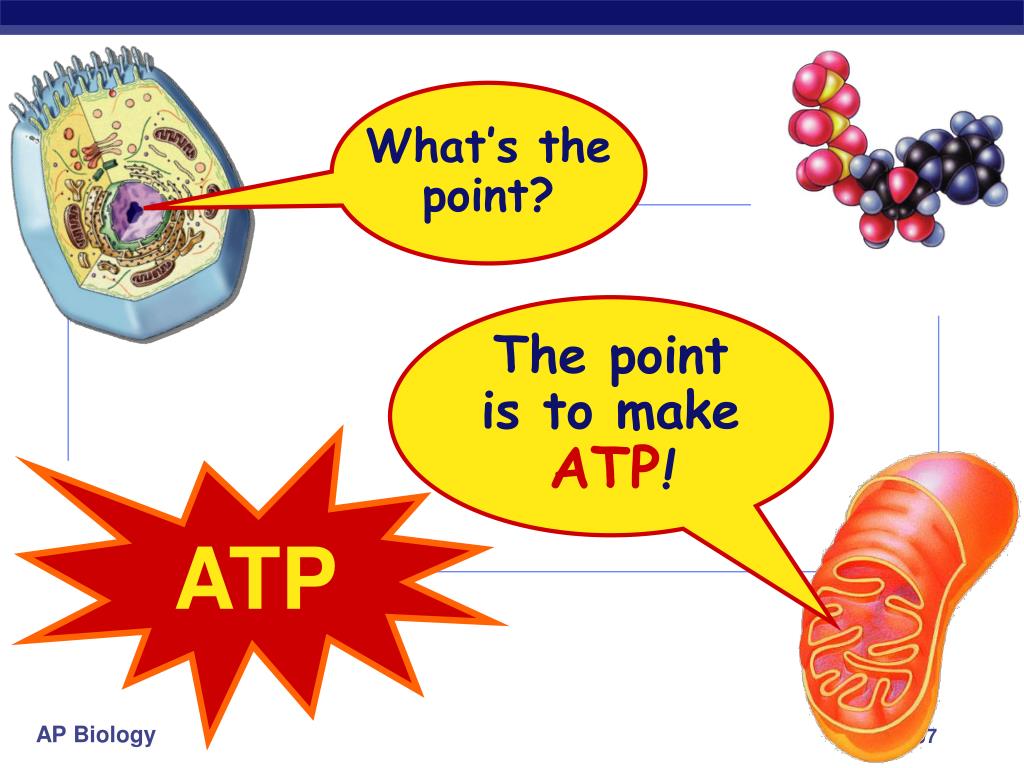 PPT - Cellular Respiration Stage 4: Electron Transport Chain PowerPoint ...