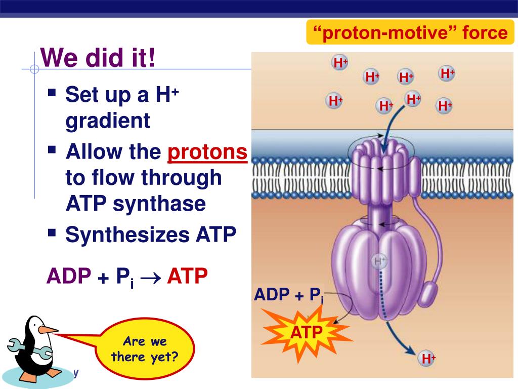 PPT - Cellular Respiration Stage 4: Electron Transport Chain PowerPoint ...