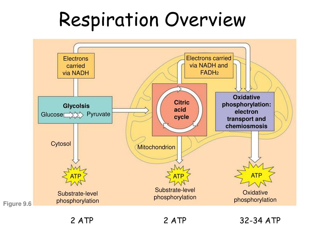 cellular respiration an overview