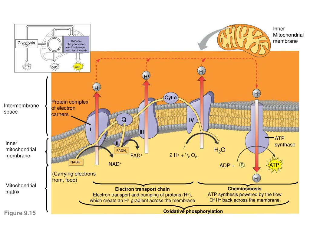 PPT - Cellular Respiration PowerPoint Presentation, free download - ID ...