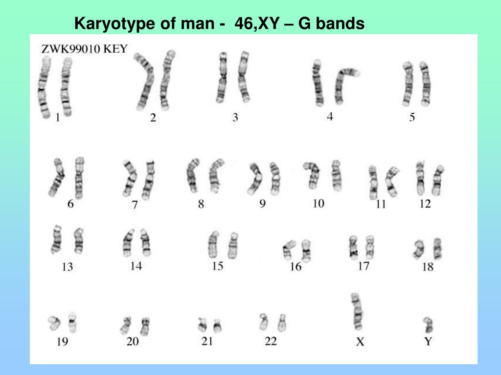 PPT - Molecular base of Inheritance DNA PowerPoint Presentation, free ...