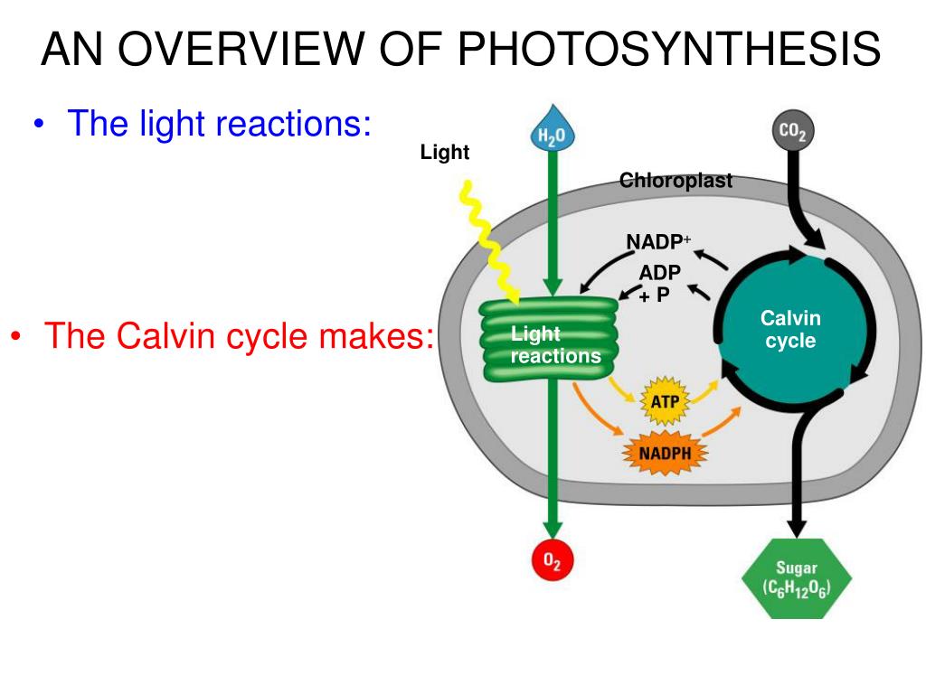 PPT Almost all plants are photosynthetic autotrophs, as