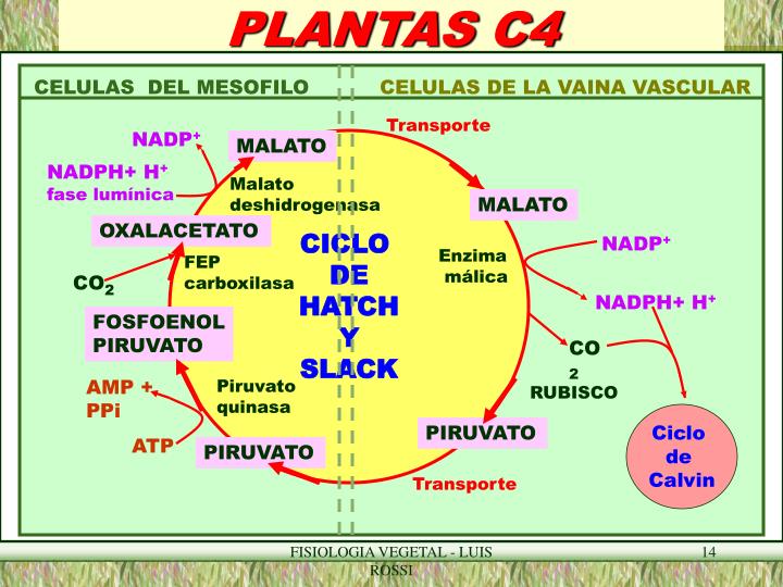 PPT PLANTAS TIPO C4 PowerPoint Presentation ID5949393