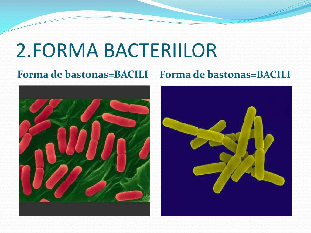 Exemple de bacterii parazite