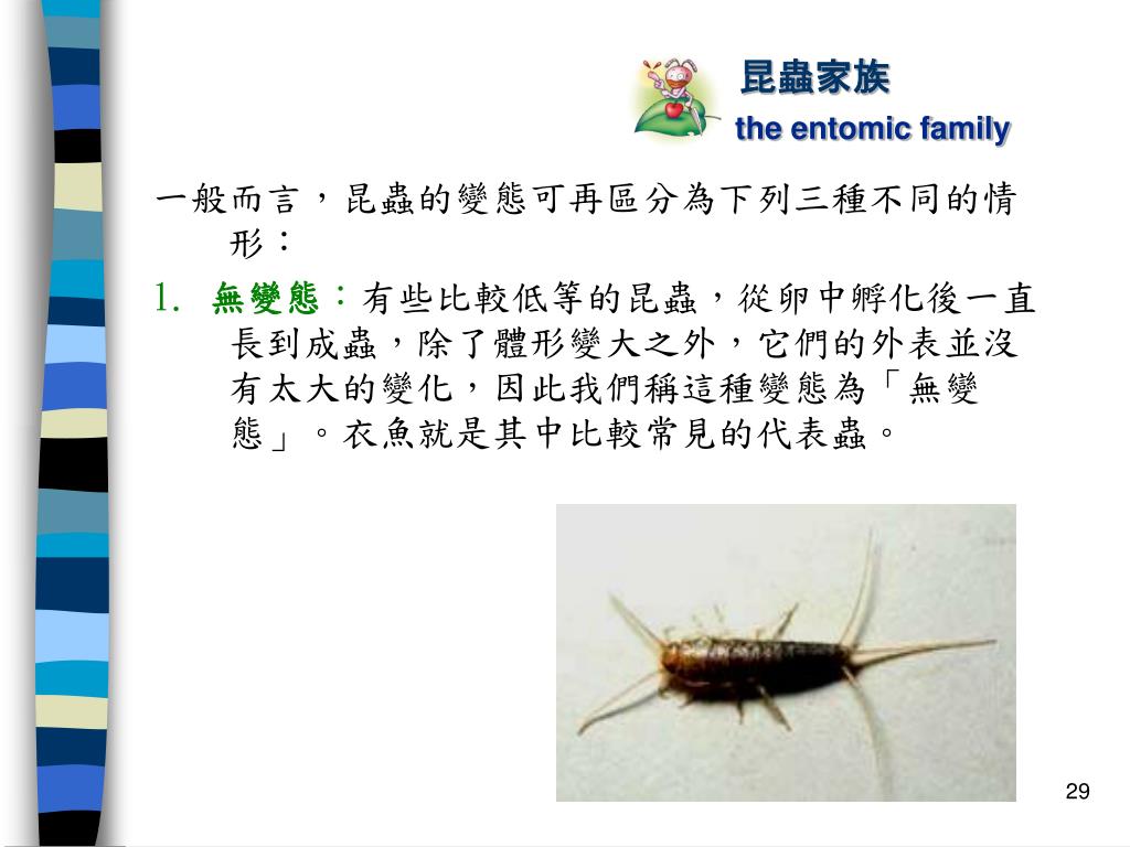 Ppt 昆蟲是什麼 Powerpoint Presentation Free Download Id