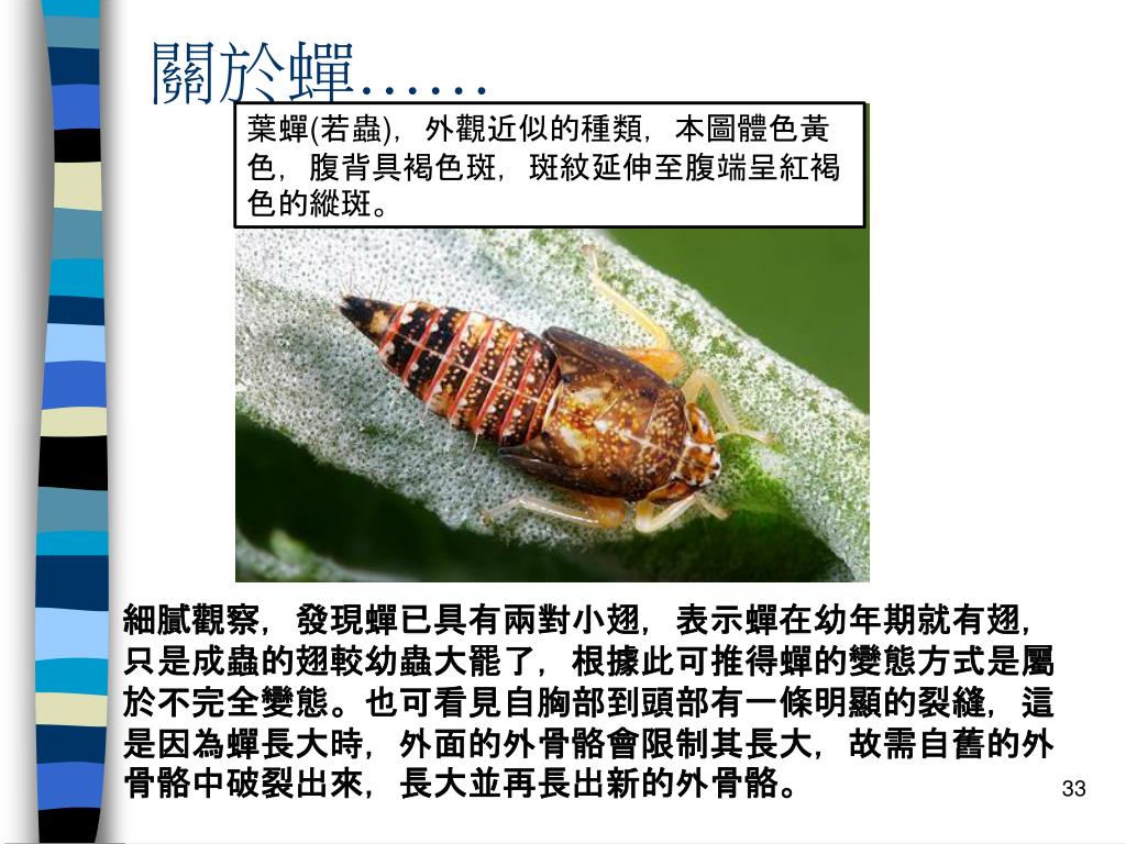 Ppt 昆蟲是什麼 Powerpoint Presentation Free Download Id