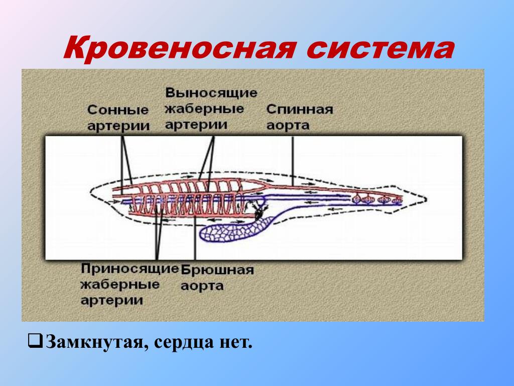 Ланцетник круги кровообращения. Кровеносная система ланцетника. Тип кровеносной системы у ланцетника. Кровеносная система ланцетника 7 класс. Строение кровеносной системы ланцетника.