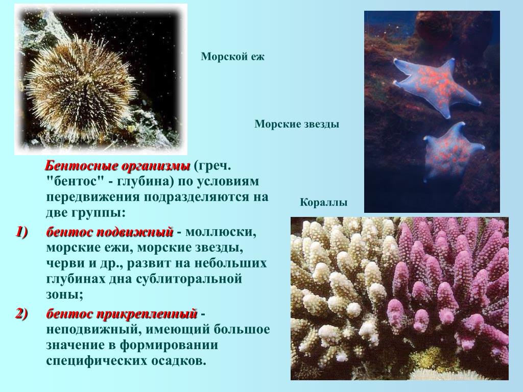 Группы живых организмов в океане. Бентос морской еж. Морской гребешок это бентос. Диатомеи бентос. Донные организмы бентос.