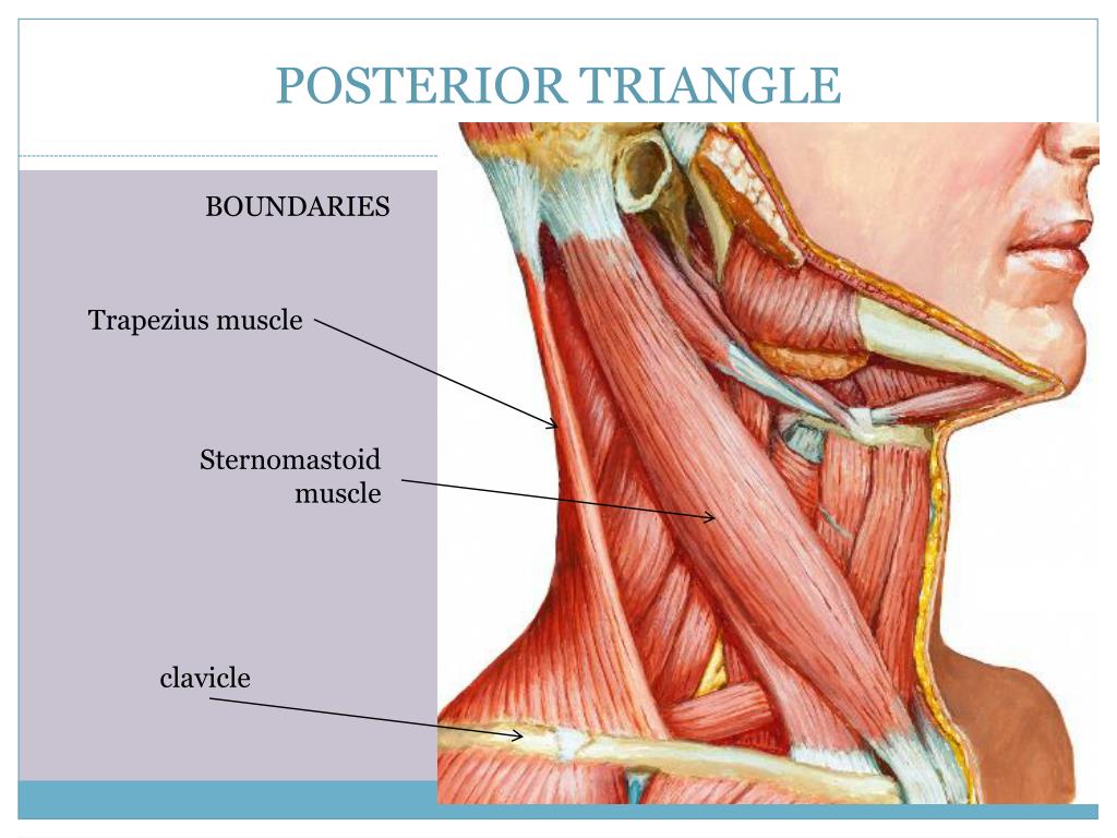 PPT Muscluar triangles of ……………….the neck PowerPoint Presentation ID5951269