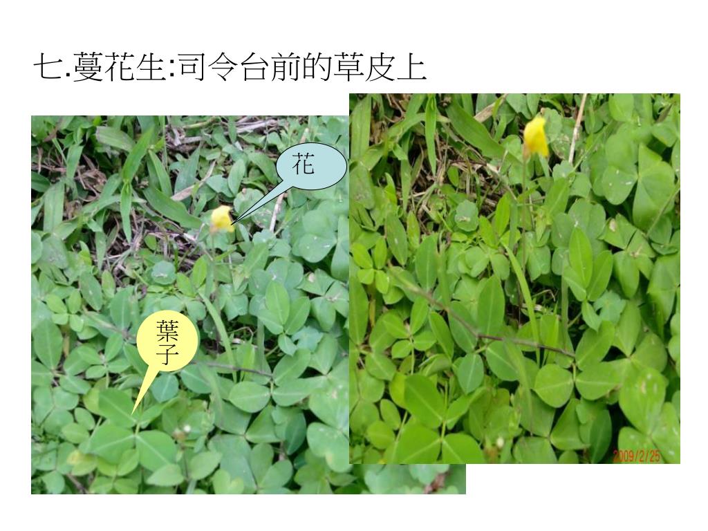 Ppt 插枝方法 培養土與一般土1 5 1 比例 每種植物約從頂端10 15 公分長剪下 摘去下方葉子 只留尖端兩三片即可 Ppt 插枝方法 培養土與一般土1 5 1 比例 每種植物約從頂端10 15 公分長剪下 摘去下方葉子 只留尖端兩三片即可