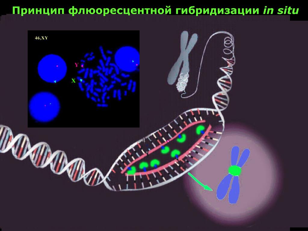 In situ. Зонды флуоресцентная гибридизация in situ. Флуоресцентная гибридизация in situ Fish. Метод флуоресцентной гибридизации in situ. Метод флюоресцентной гибридизации in situ.