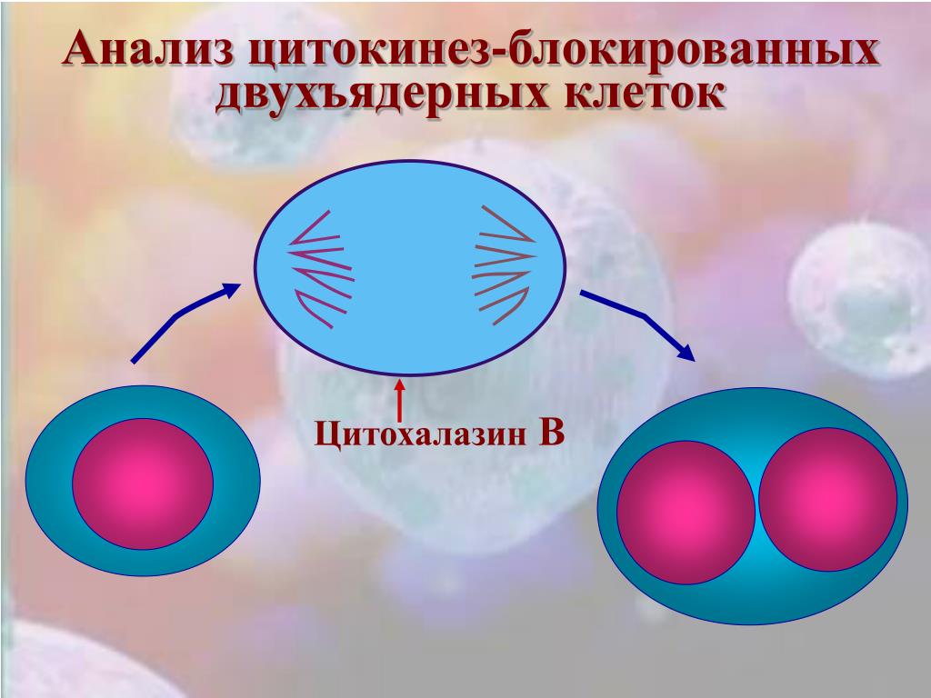 Формирование ядер цитокинез. Цитокинез. Карио и цитокинез. Цитокинез рисунок. Цитокинез у животных.