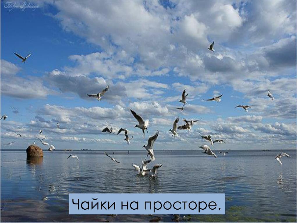 Песня море а на море чайки. На море Чайки, Чайки на просторе. Что такое море Чайки на просторе. Чайки на море высказывания. Про чаек высказывания.