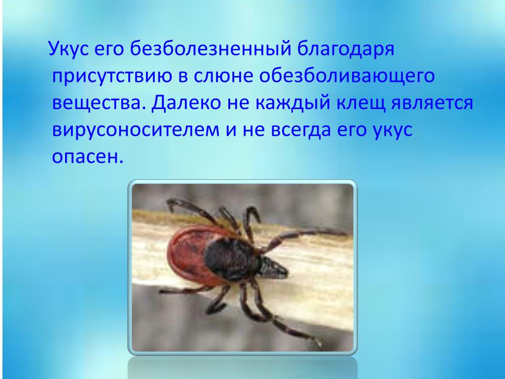 Обж клещи. Опасные насекомые презентация. Презентация на тему клещи.