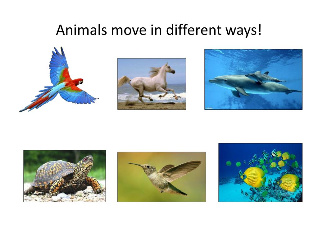 PPT - How Do Animals Move? PowerPoint Presentation, free download -  ID:5955106