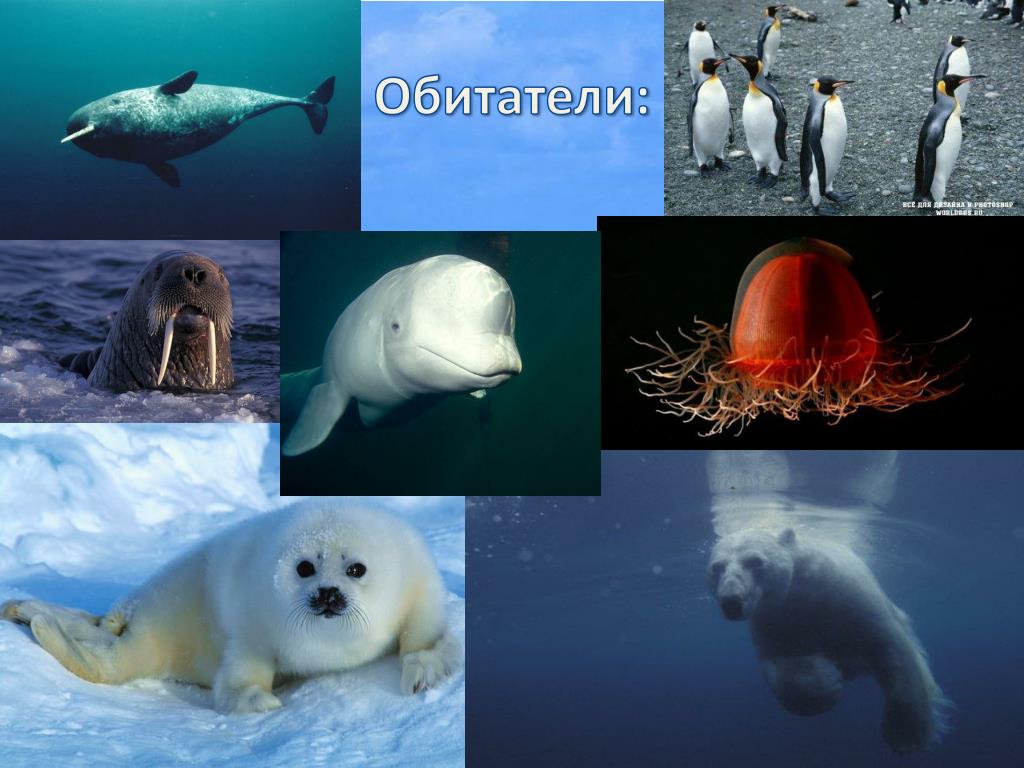 Ледовитые обитатели океана. Растительный и животный мир Северного Ледовитого океана. Животный мир Южного океана. Обитатели вод Северного Ледовитого океана. Обитатели Северного Ледовитого океана животные и растения.