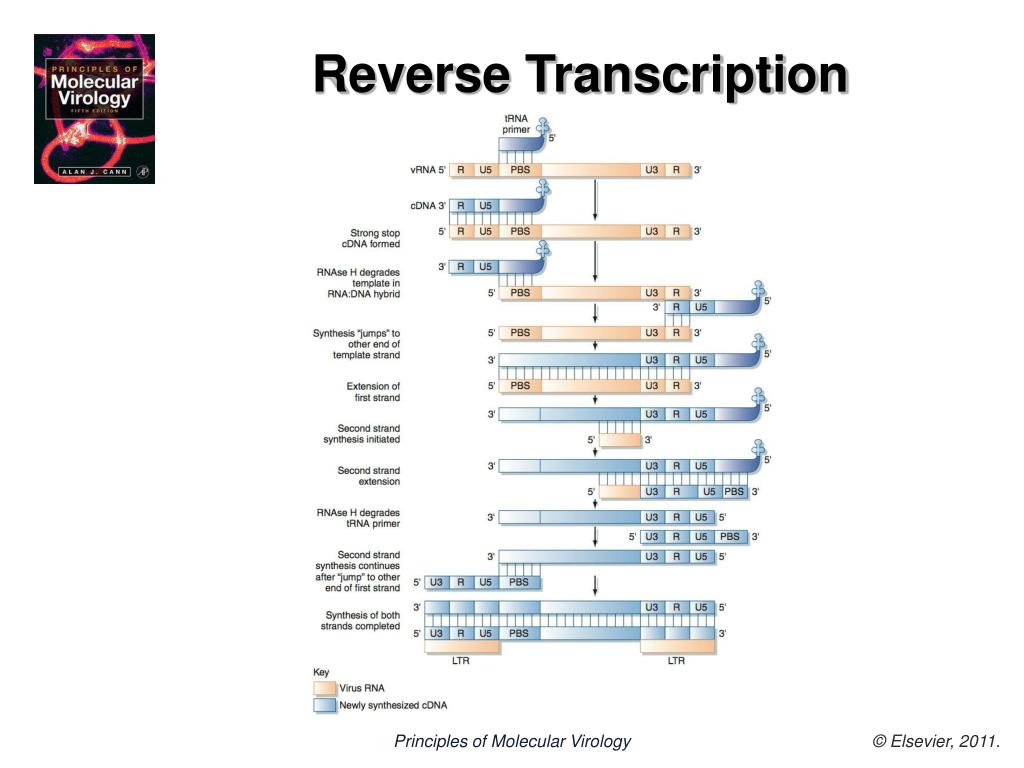 molecular biology principles of genome function free download