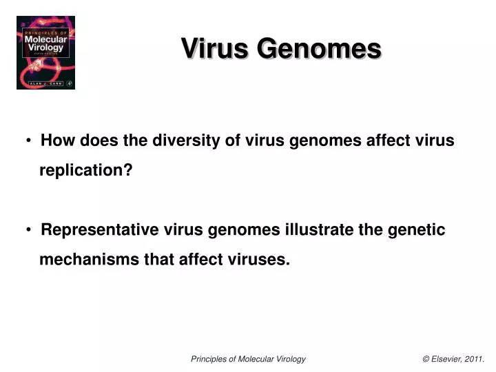 Ppt Virus Genomes Powerpoint Presentation Free Download Id 5955587