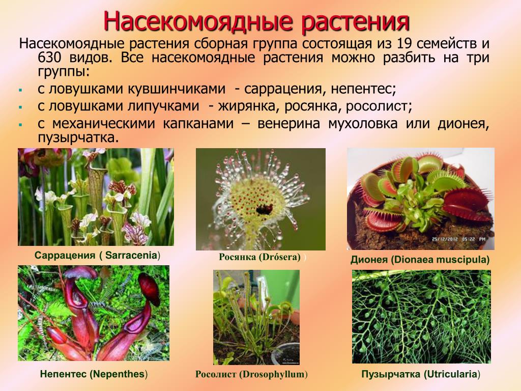Примеры про растения. Росянка гигрофит. Растения хищникипрмеры. Насекомоядные растения характеристика. Растения хищники примеры.