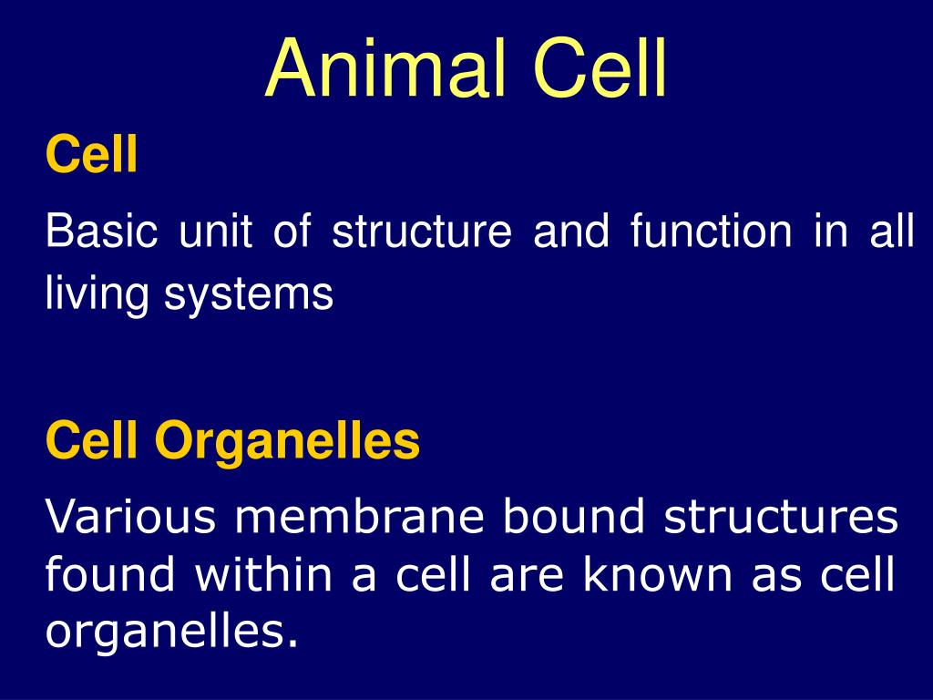 PPT - Animal Cell PowerPoint Presentation, free download - ID:5958055