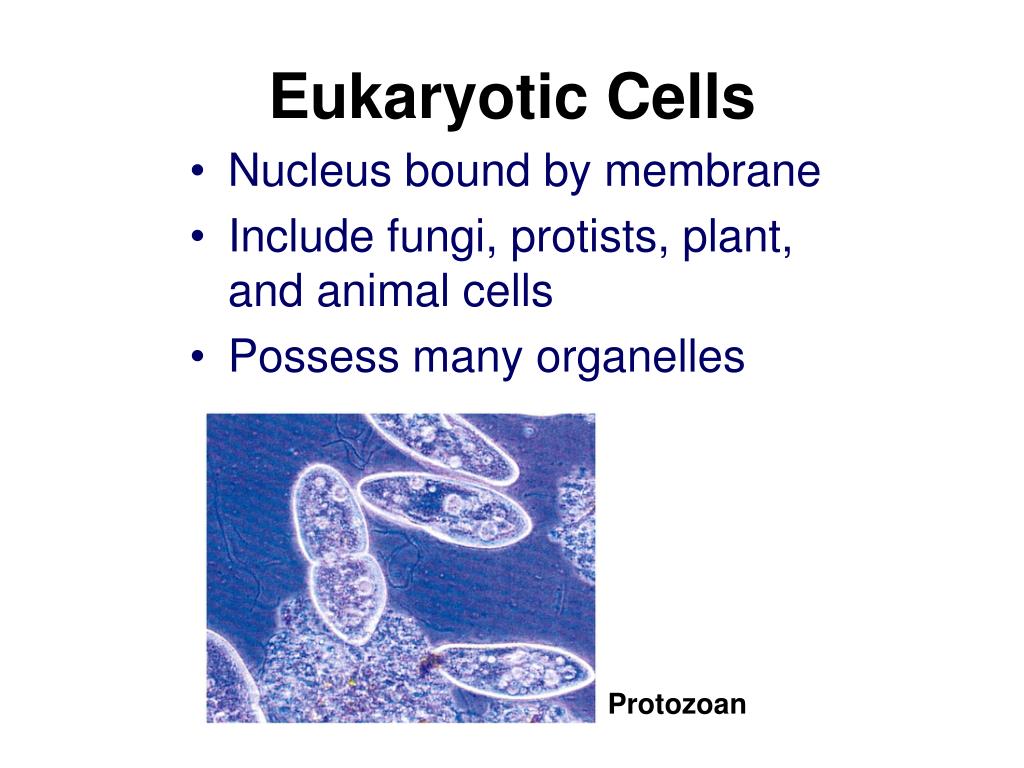 PPT - Cell Structure and Function PowerPoint Presentation, free