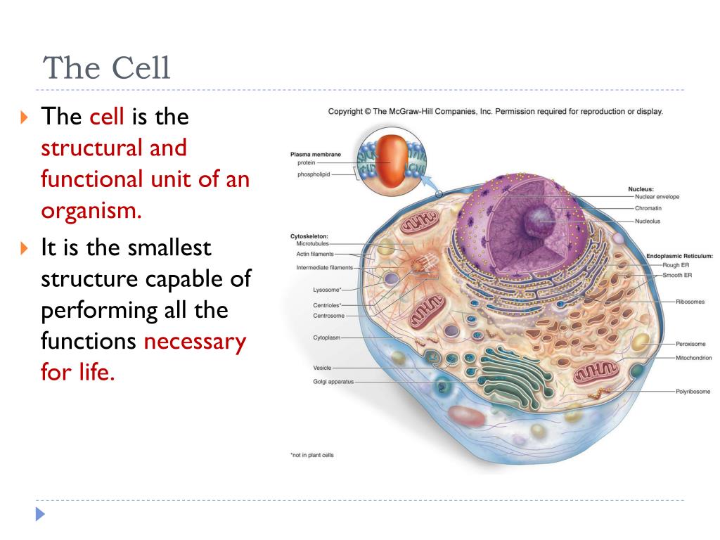 parts of cells presentation
