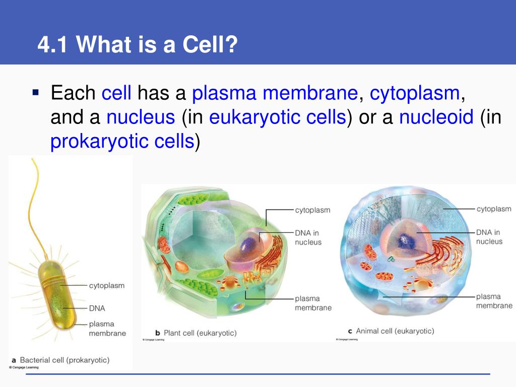 Each cell. What is Cell. Cytoplasm function. What is Cell Biology. Cell structure & function.