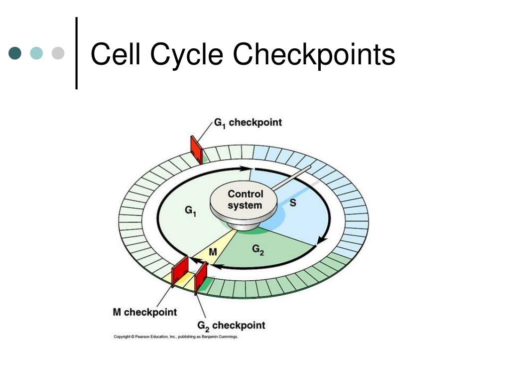 The Cell Cycle PowerPoint Presentation, free download Biology Diagrams