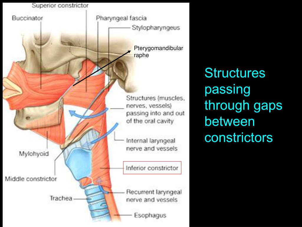superior constrictor muscle attachment superior constrictor muscle attachment