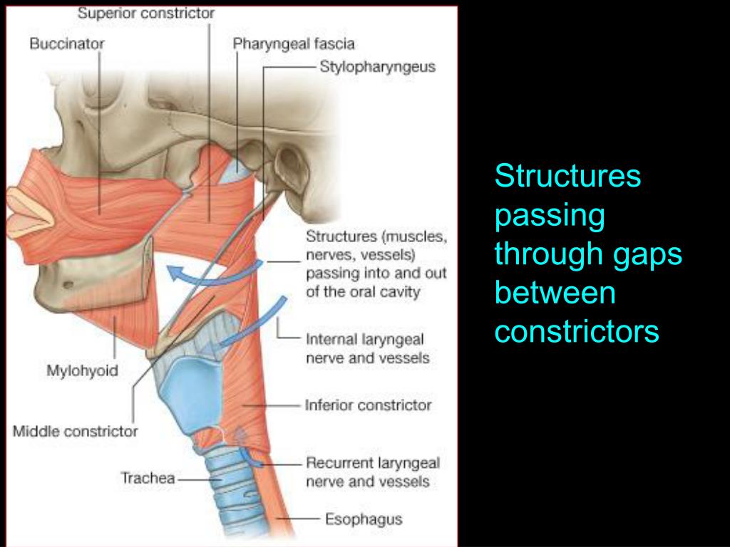 nerve between superior pharyngeal constrictor and middle nerve between superior pharyngeal constrictor and middle