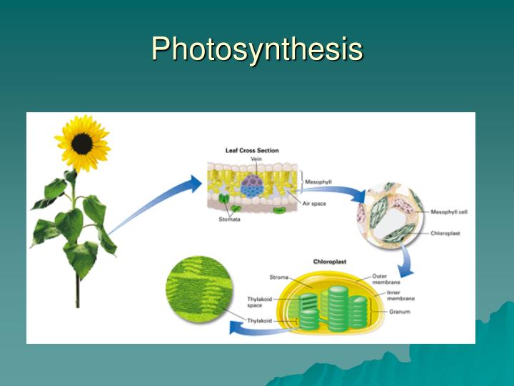 Photosynthesis Uses Photosynthesis Uses