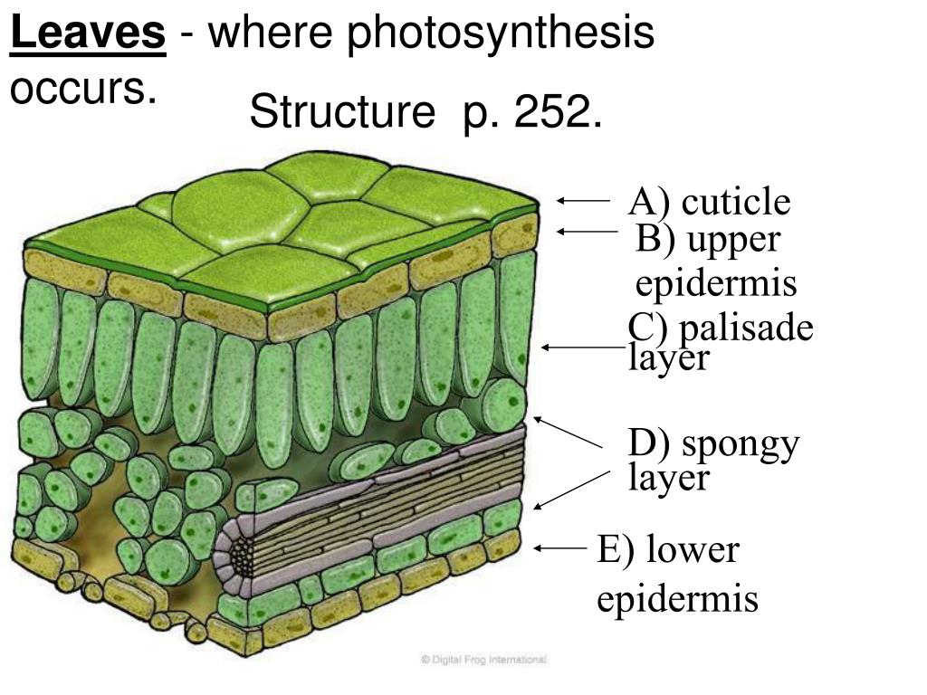 Photosynthesis leaf structure