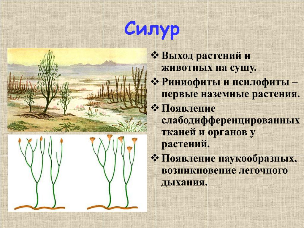 В каком периоде появляются растения. Риниофиты Силур. Силурийский период псилофиты. Наземные растения силурийского периода.