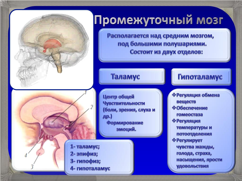 Промежуточный мозг 8 класс биология. Промежуточный мозг. Промежуточный мозг строение. Промежуточный мозг таблица. Строение промежуточного мозга человека.