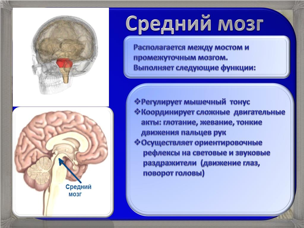 Отдел мозга содержащий центр кашлевого рефлекса. Ориентировочный рефлекс отдел мозга. Средний мозг ориентировочные рефлексы. Ориентировочные рефлексы среднего мозга. Ориентировочные рефлексы в среднем мозге.