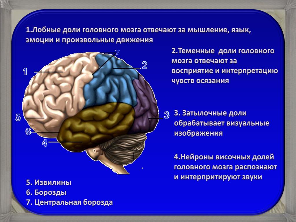 Развития способностей мозга. Лобные отделы коры головного мозга. За что отвечают отделы мозга. Структура лобной доли.
