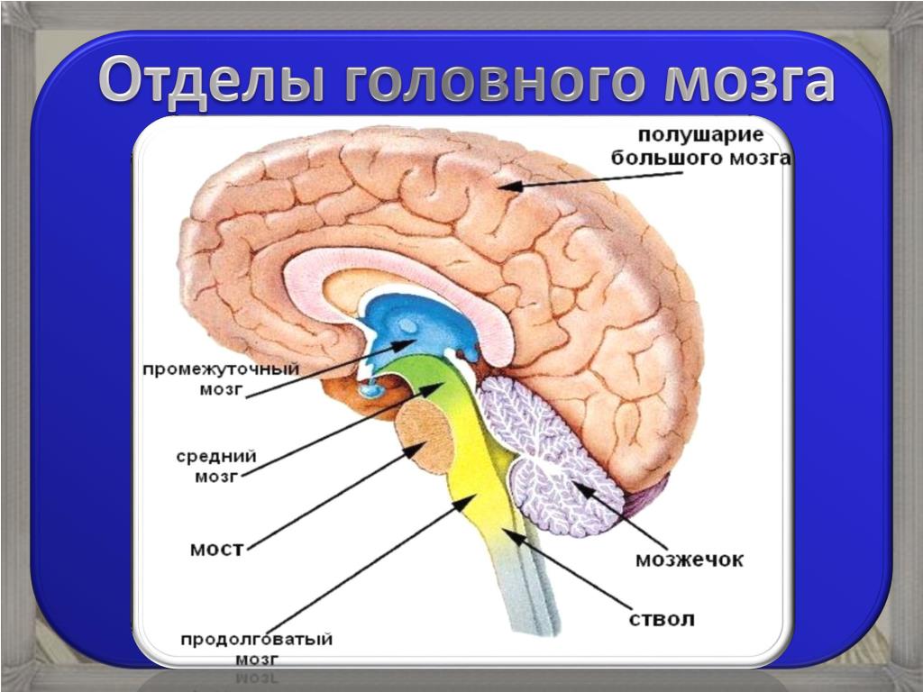 Низших отделов мозга. Пять отделов головного мозга. Функции отделов мозга. Отделы головного мозга и их функции. Отделы мозга 5 отделов.