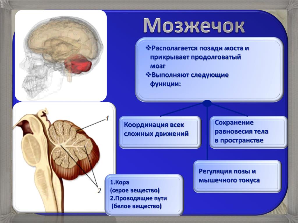 Особенности мозжечка головного мозга. Функции отделов головного мозга мозжечок. Центры мозжечка. Функция мозжечка в головном мозге человека. Центры регуляции в мозжечке.