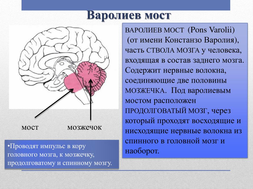Мост мозга состоит из. Отделы головного мозга варолиев мост. Головной мозг варолиев мост. Варолиев мозг строение. Констанзо варолий.
